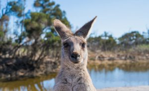 shallow focus photo of kangaroo